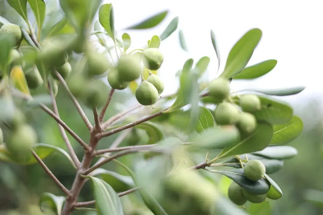 Food Fix #3: Polyphenol-Rich Plant Foods - the Microbiome's Hidden Power Source (Image Credits: Unsplash)