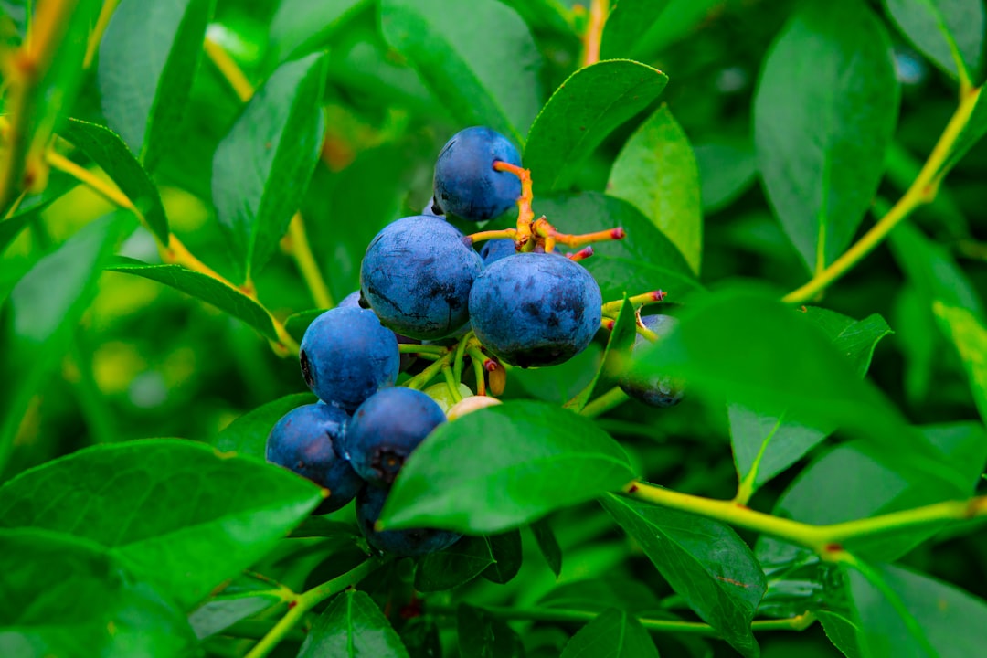 Oregon's Blueberries: Tiny Berries with Big Benefits (image credits: unsplash)