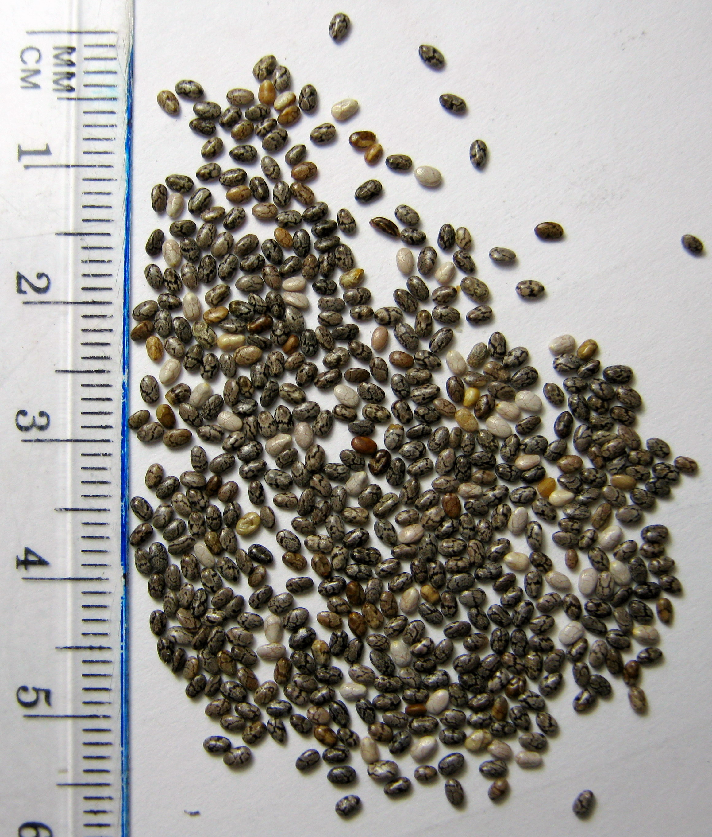 Adding Fiber and Texture with Seeds (image credits: wikimedia)