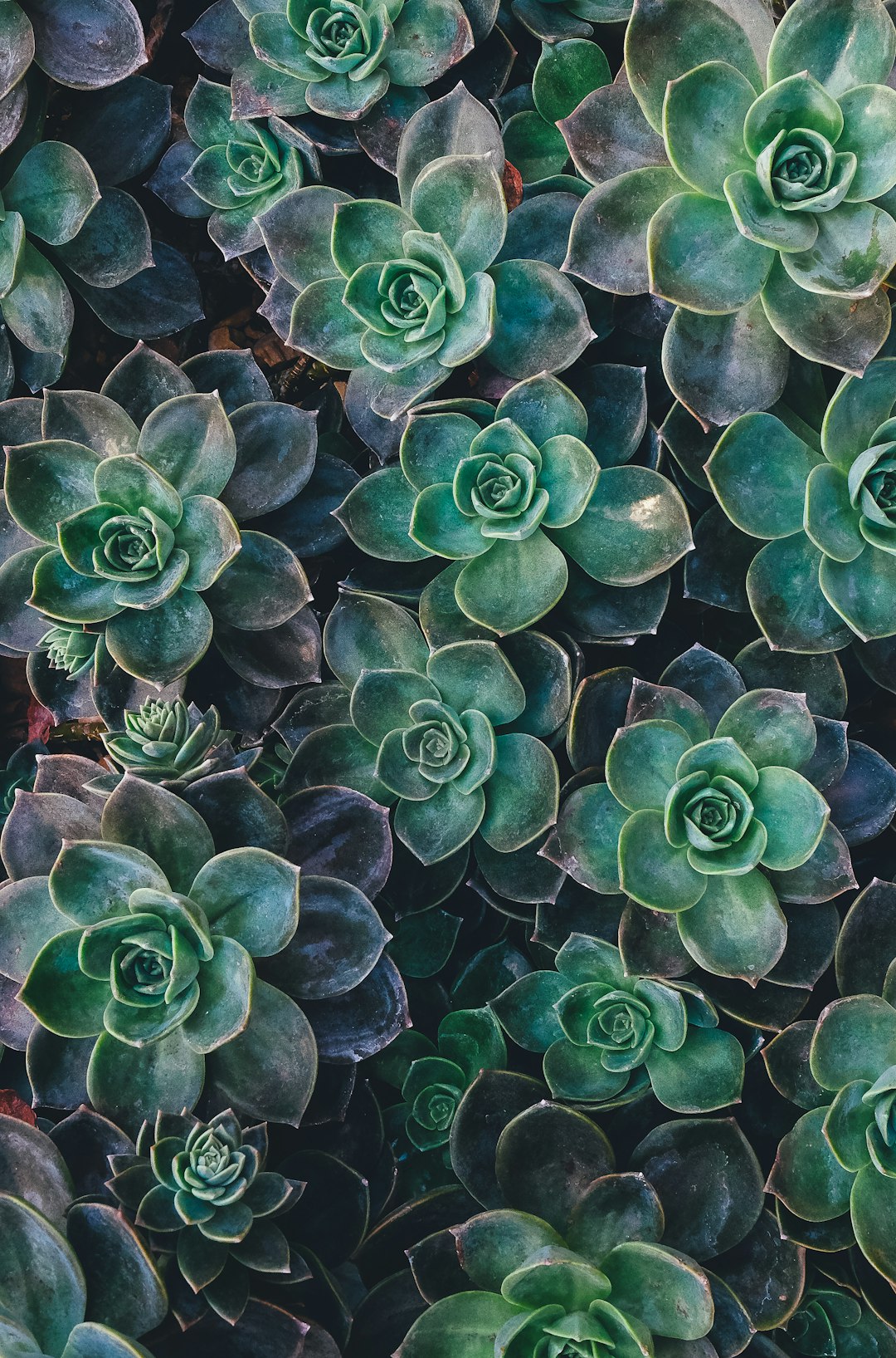 Plant-Based Everything (image credits: unsplash)
