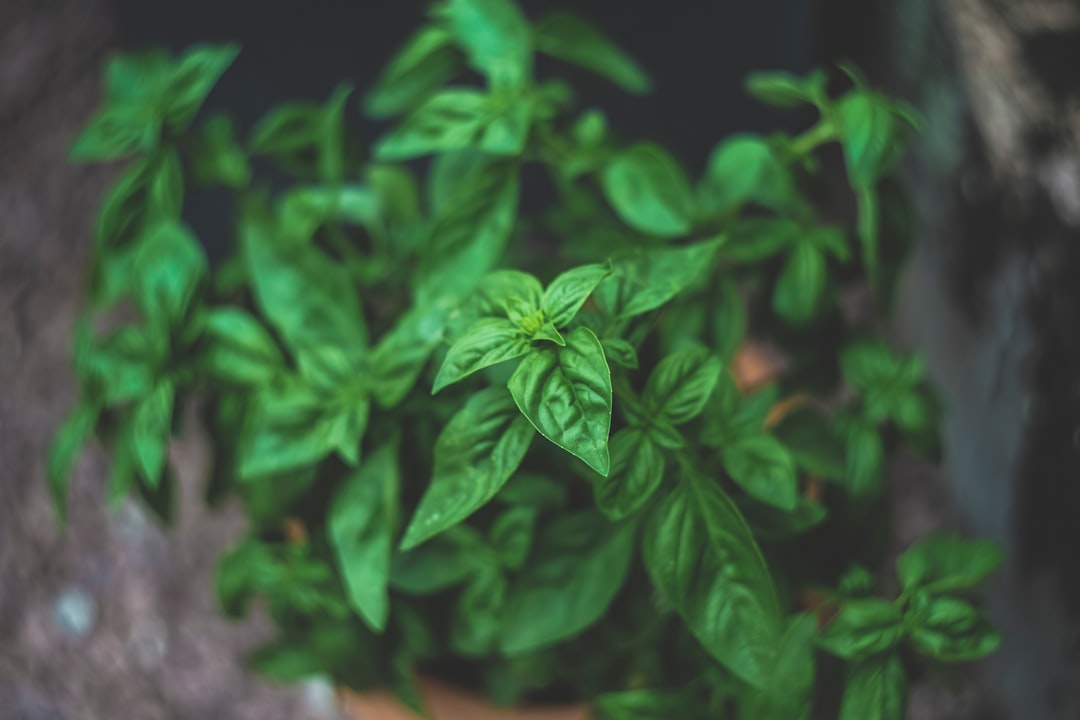 Herbs and Spices: Flavor with Benefits (image credits: unsplash)