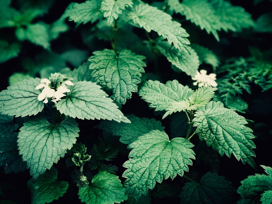 Stinging Nettle as a Spinach Alternative (image credits: unsplash)