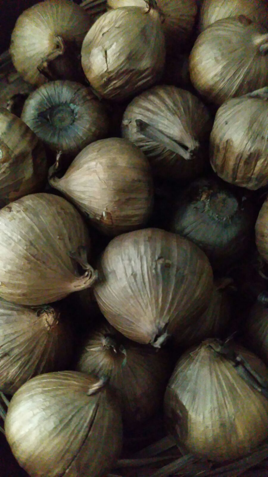 The Science Behind the Transformation (Image Credits: Wikimedia)