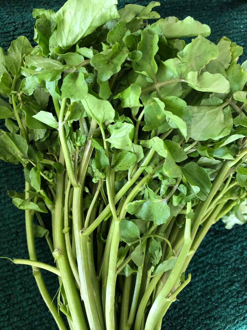 Watercress: The Nutritional Gold Standard (image credits: pixabay)