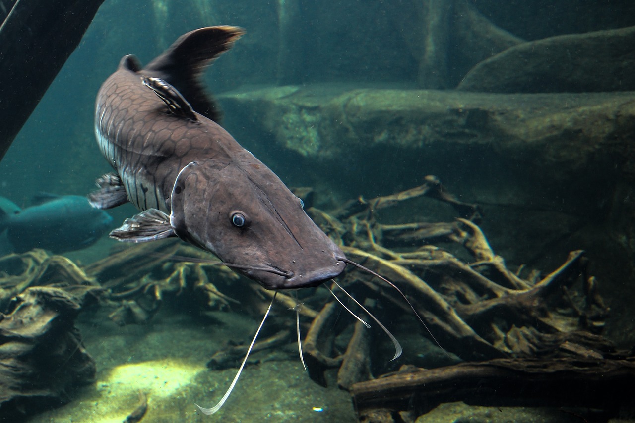 Catfish and Tilapia: The Budget-Friendly Duo (image credits: pixabay)