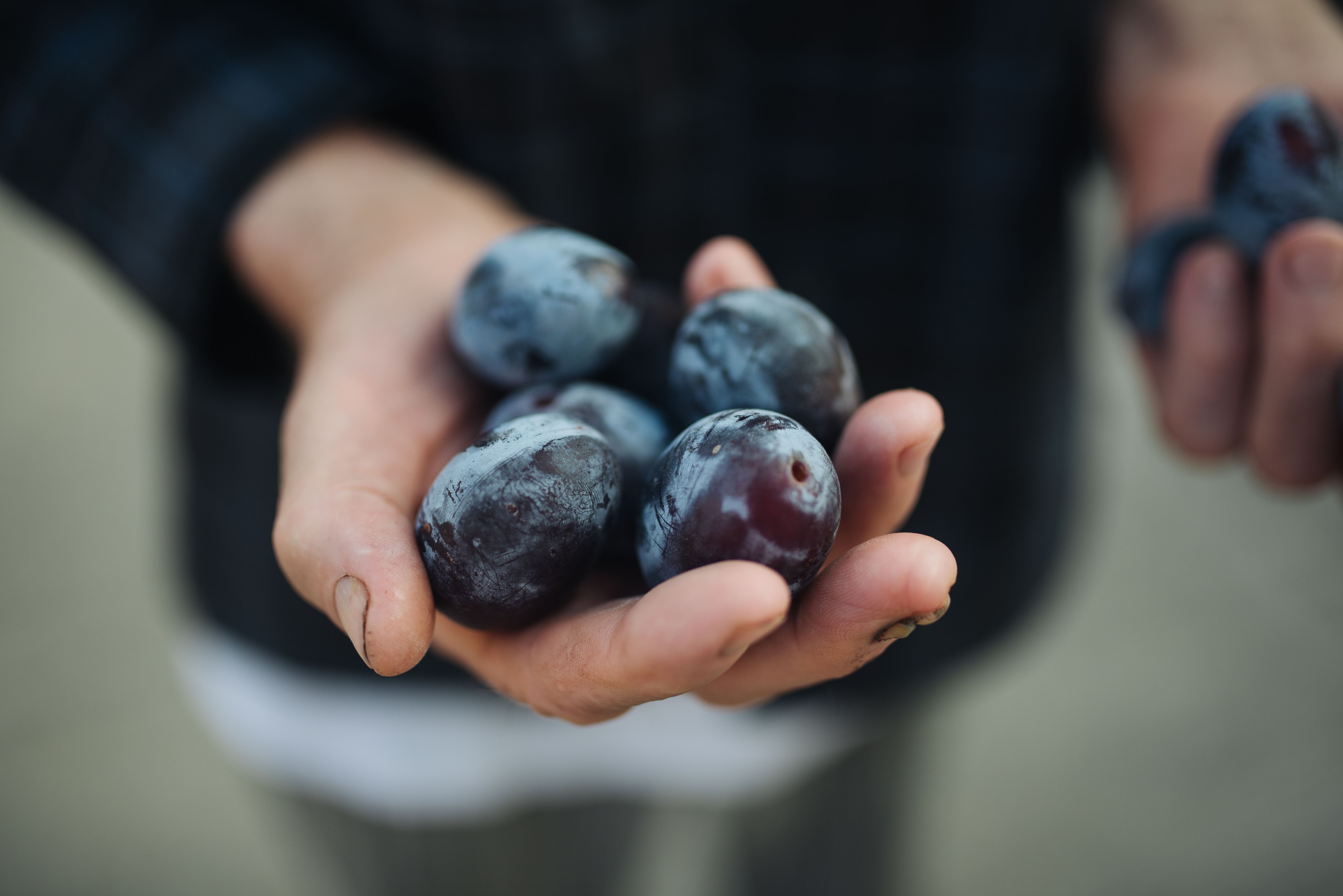 Plums (image credits: wikimedia)