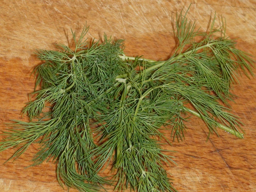 Dill: The Scandinavian Disappointment (image credits: flickr)