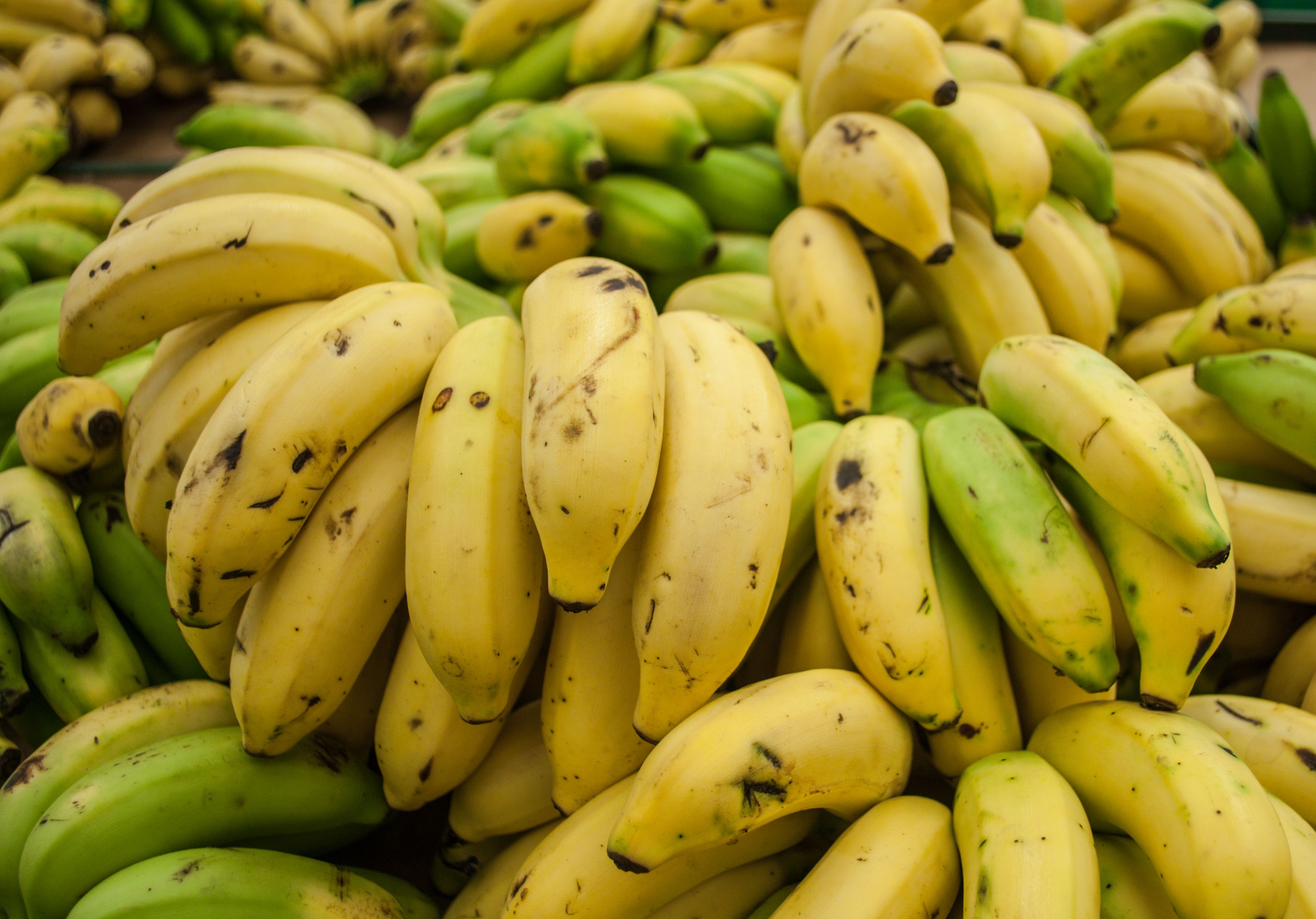 Bananas: The Convenient Fiber Source (image credits: wikimedia)