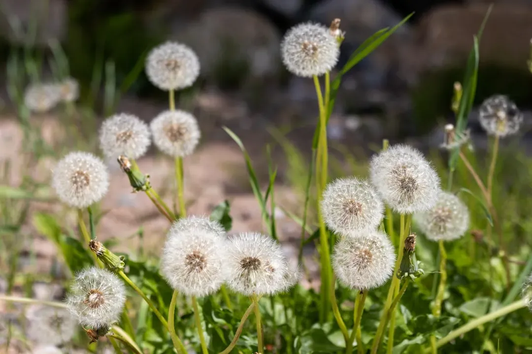 Dandelion Greens: The Overlooked Outlier (Image Credits: Unsplash)