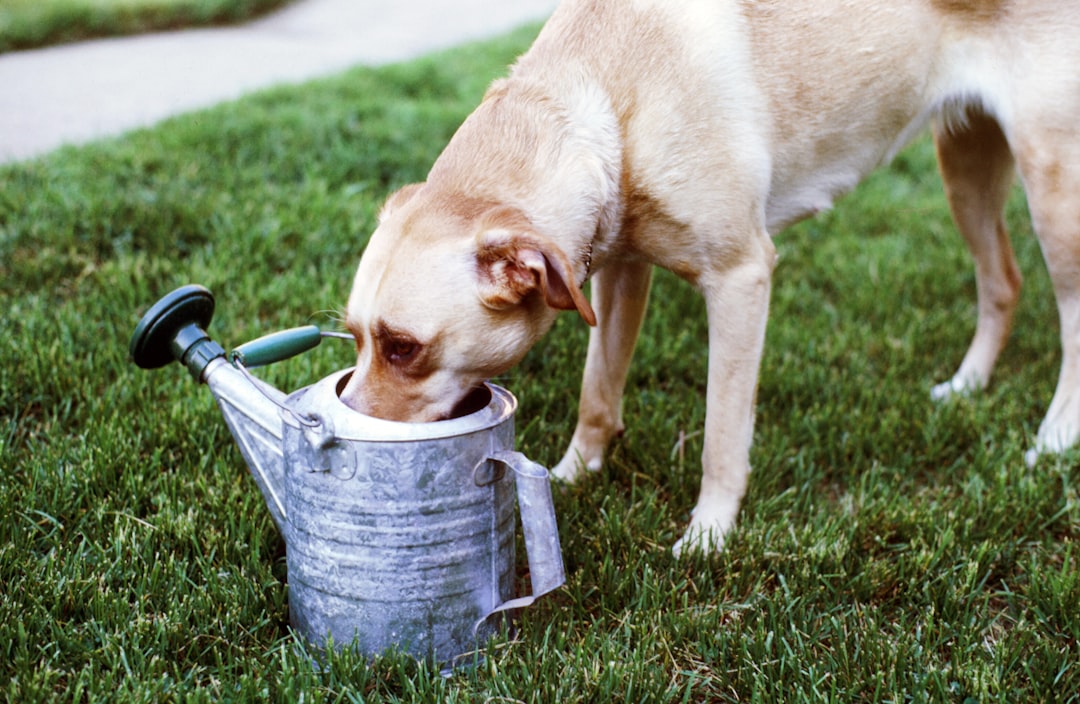Dirty Water (image credits: unsplash)