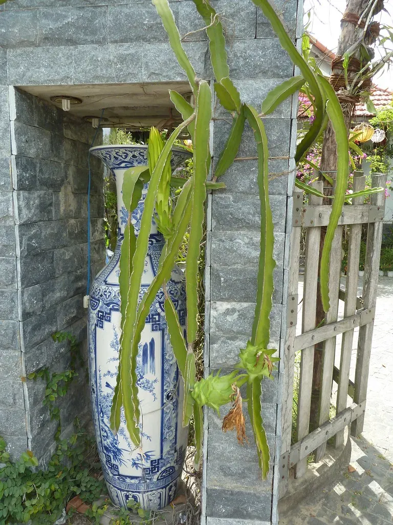 Dragon Fruit: The Beautiful Disappointment (Image Credits: Flickr)