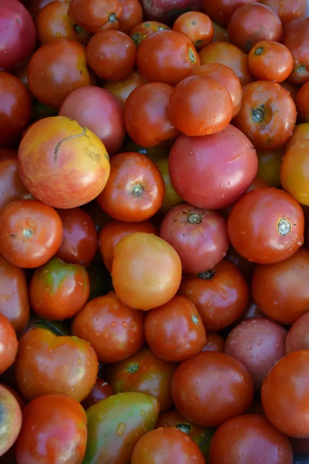 The Sugar-Acid Balance: How Heirlooms Create Flavor Complexity (Image Credits: Unsplash)