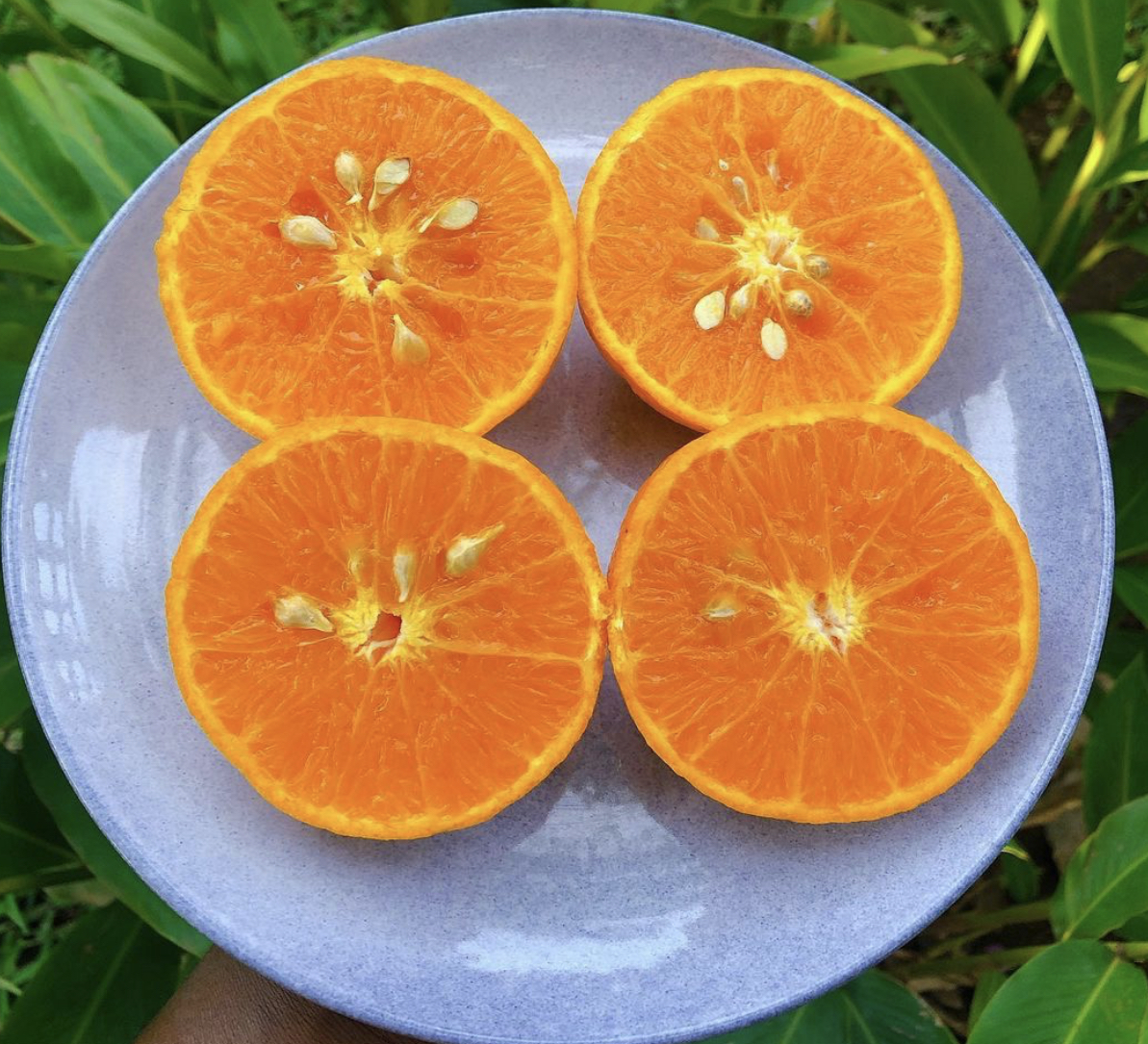 Oranges: Vitamin C and Flavonoids for Arterial Health (image credits: wikimedia)