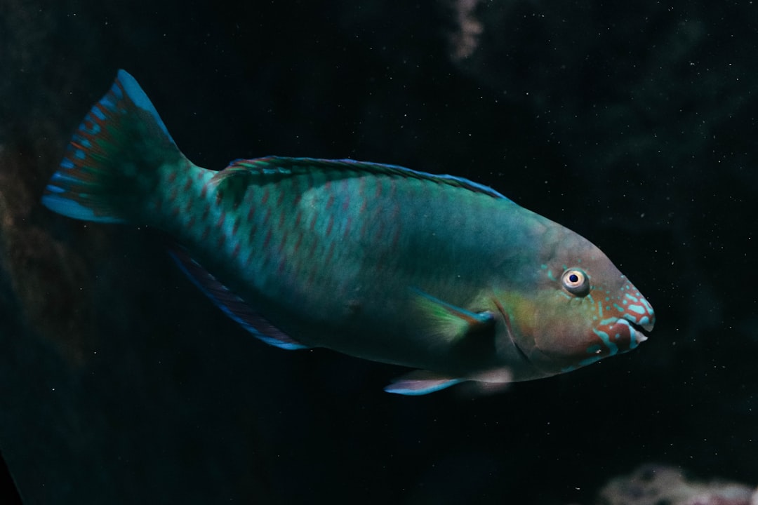 The Mercury Lottery in Wild Fish (image credits: unsplash)