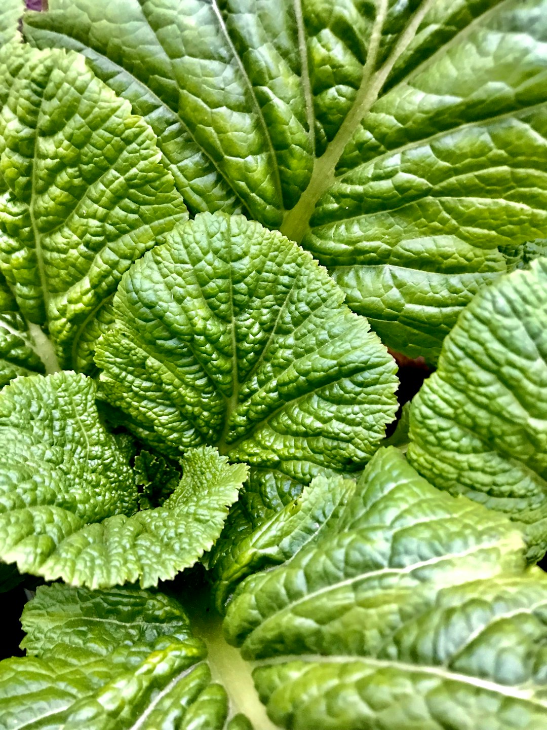 Mustard Greens - The Bold Flavor Pioneer (image credits: unsplash)