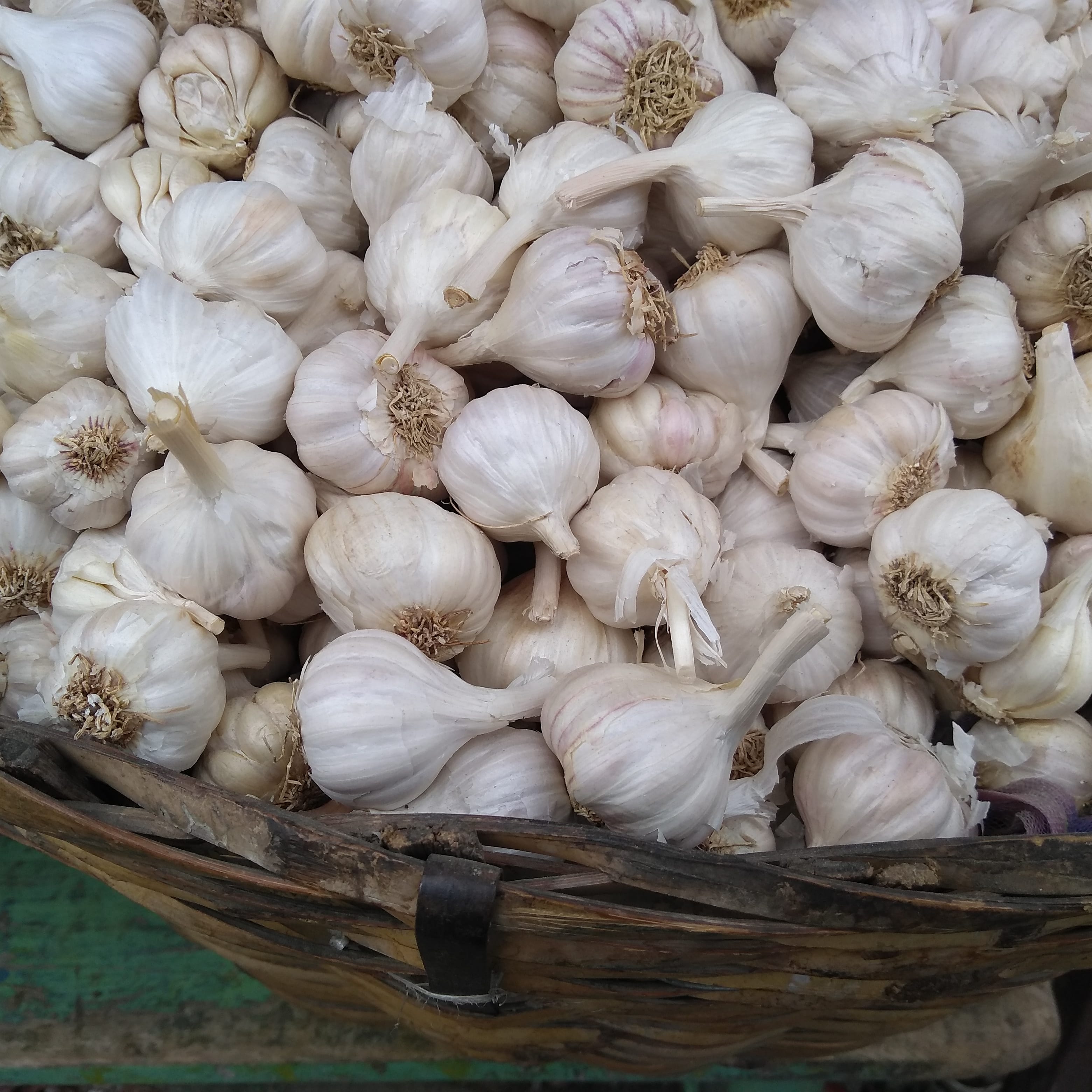Garlic: The Heart’s Ancient Protector (image credits: wikimedia)