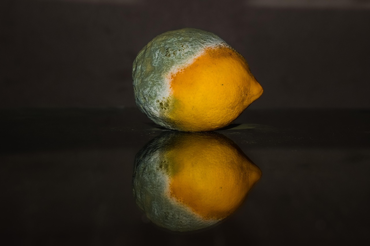 Understanding Your Lemon's Enemy – Mold Science (image credits: pixabay)
