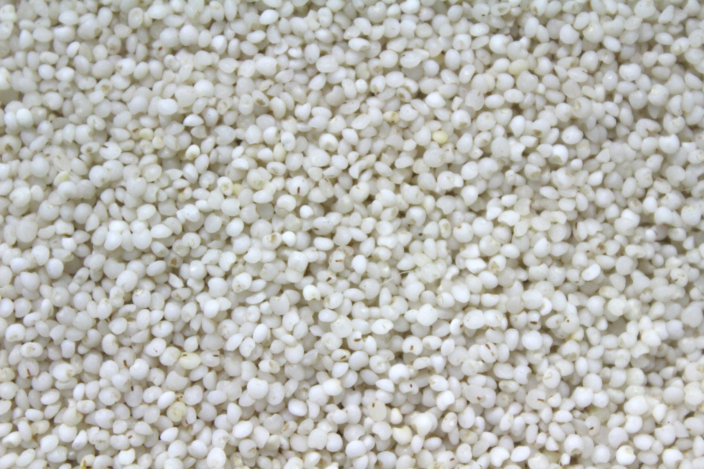 The Nutrient-Rich Millet (image credits: wikimedia)