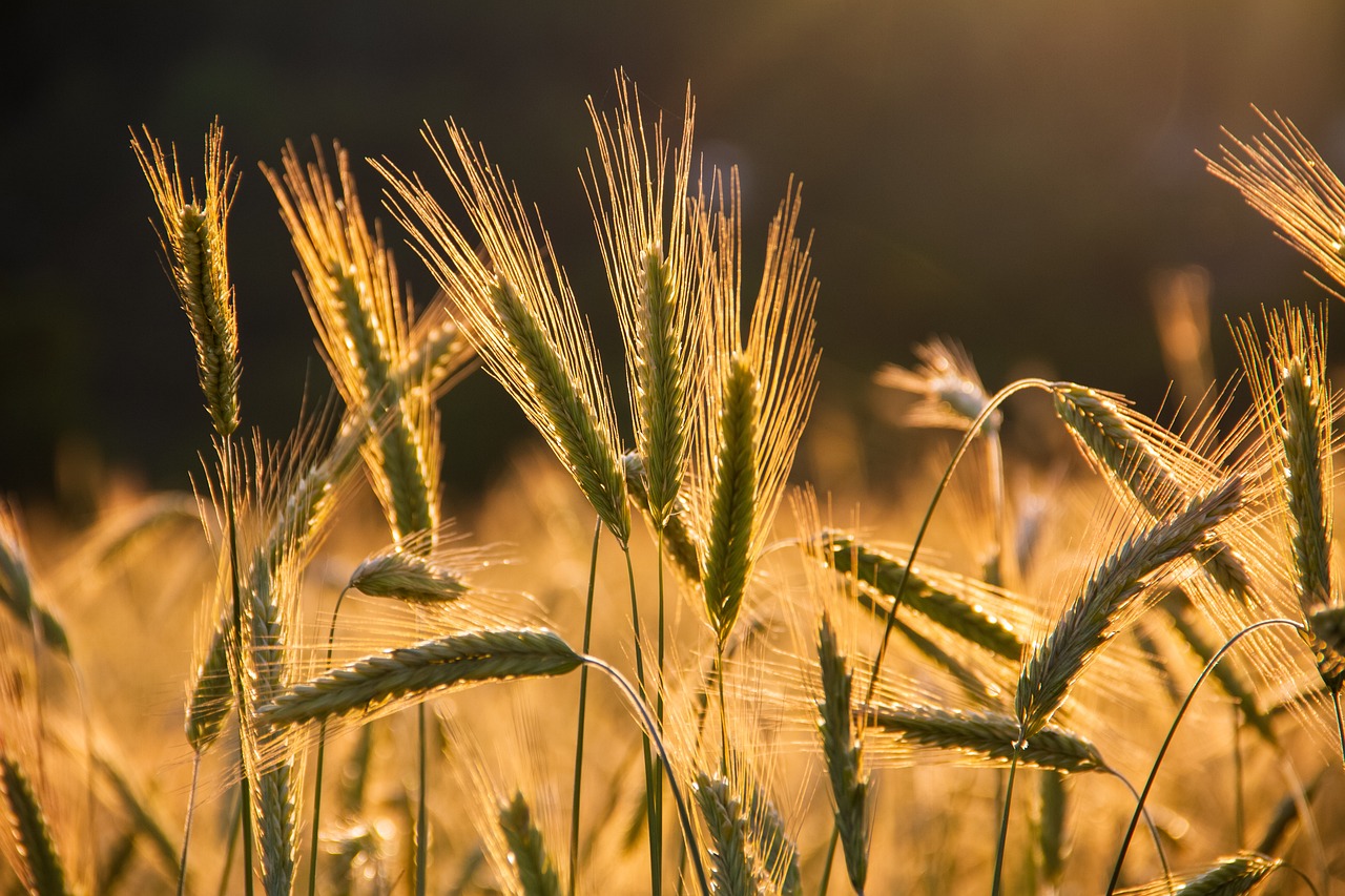 Fortified Grains: Closing the Gap in Folate Intake (image credits: pixabay)