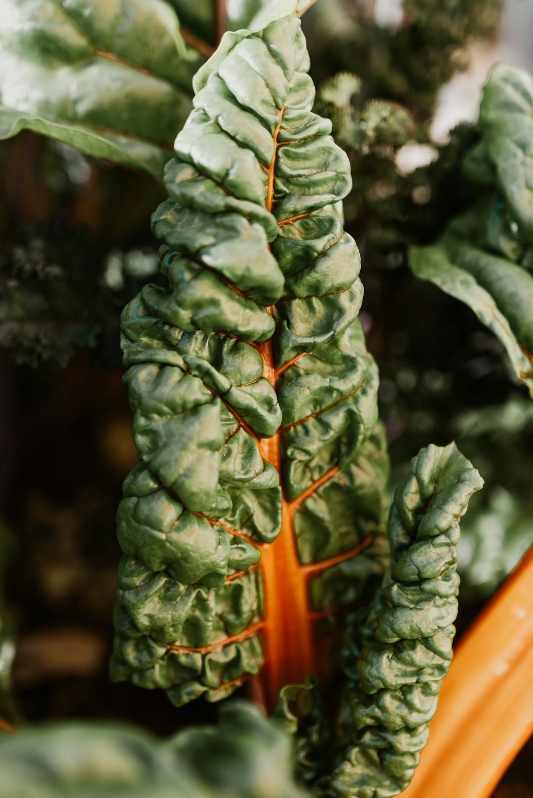 Swiss Chard (image credits: unsplash)