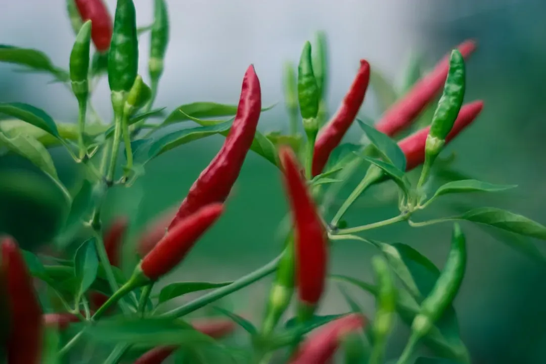 3. Cayenne Pepper - Hot Enough to Cool Inflammation (Image Credits: Unsplash)