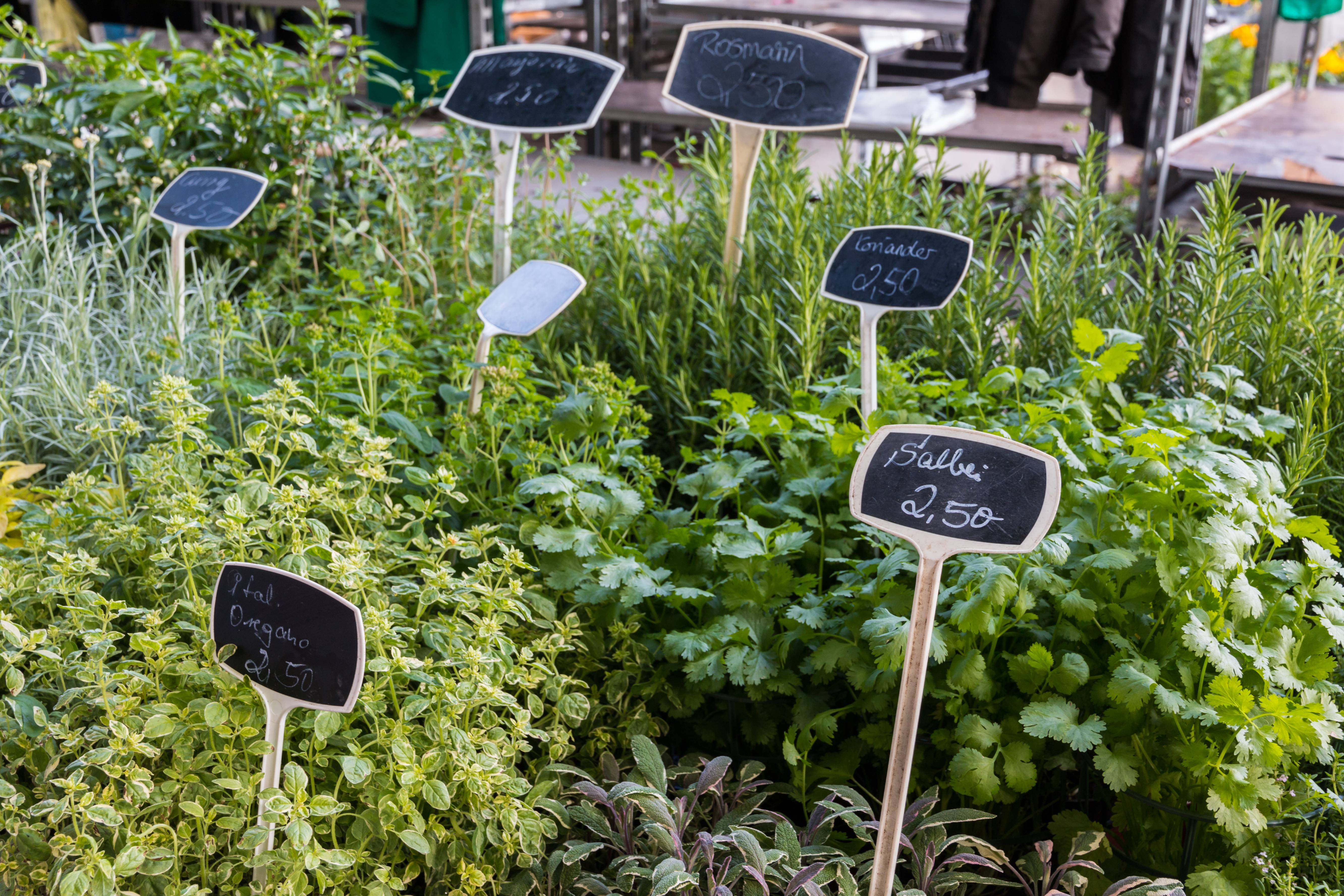 Market Growth Shows Herbs Are Having a Moment (image credits: By Dietmar Rabich, CC BY-SA 4.0, https://commons.wikimedia.org/w/index.php?curid=41508629)