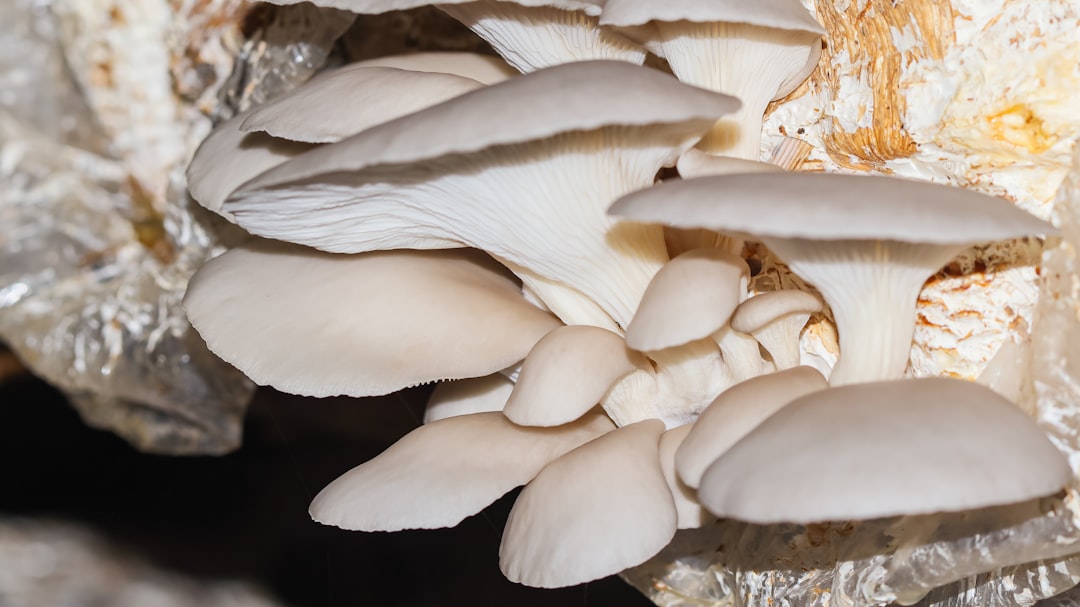 Global Perspective on Mushroom Production (image credits: unsplash)