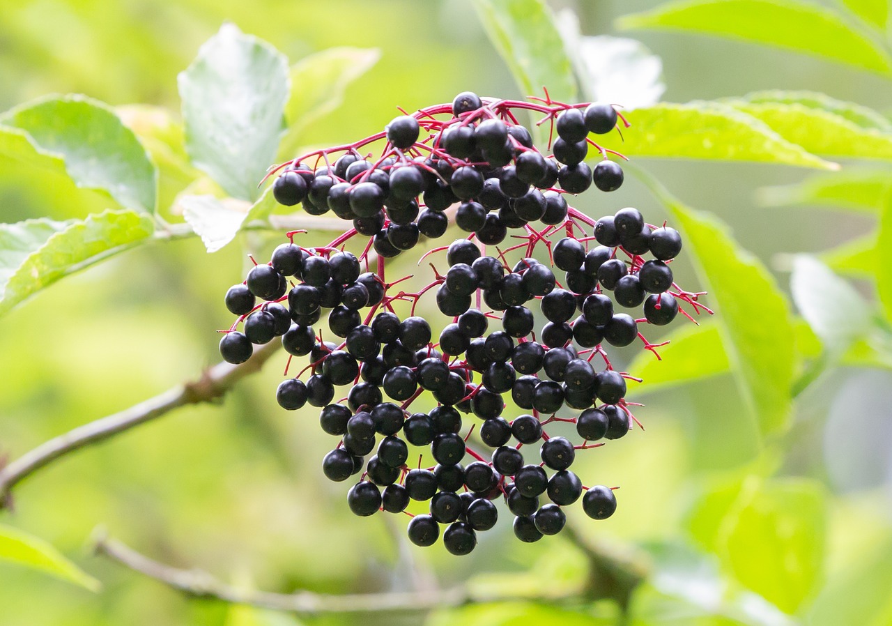 Elderberries: The Immune-Supporting Berry with Ancient Roots (image credits: pixabay)