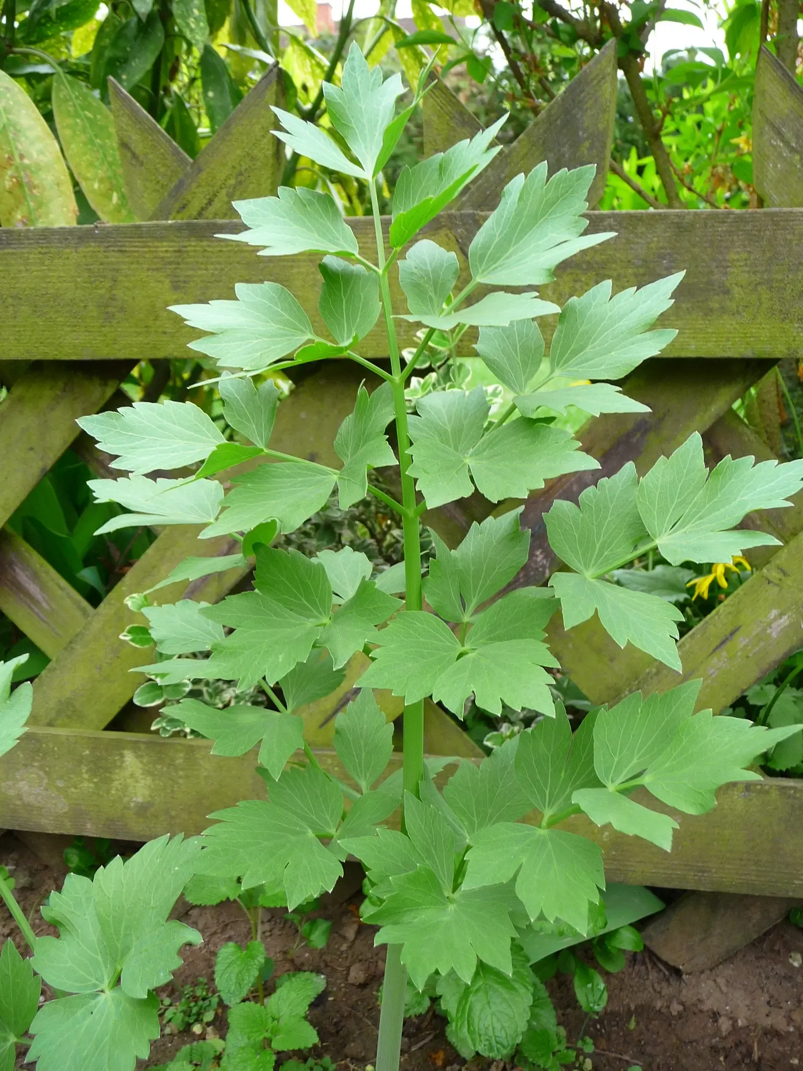 Lovage: The Herb That Once Ruled European Kitchens (By 4028mdk09, CC BY-SA 3.0)