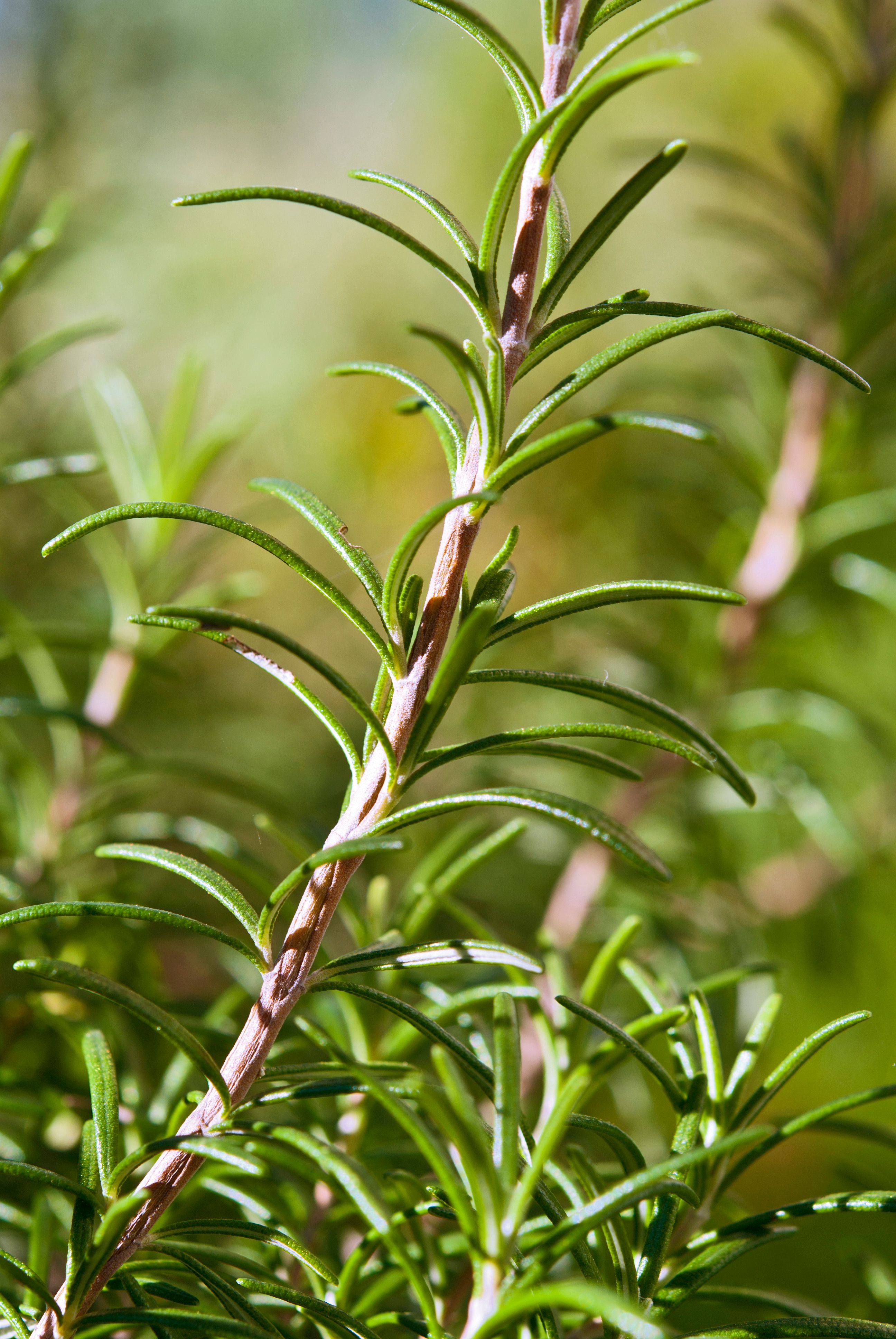 Rosemary: The Robust Mediterranean Marvel (image credits: wikimedia)