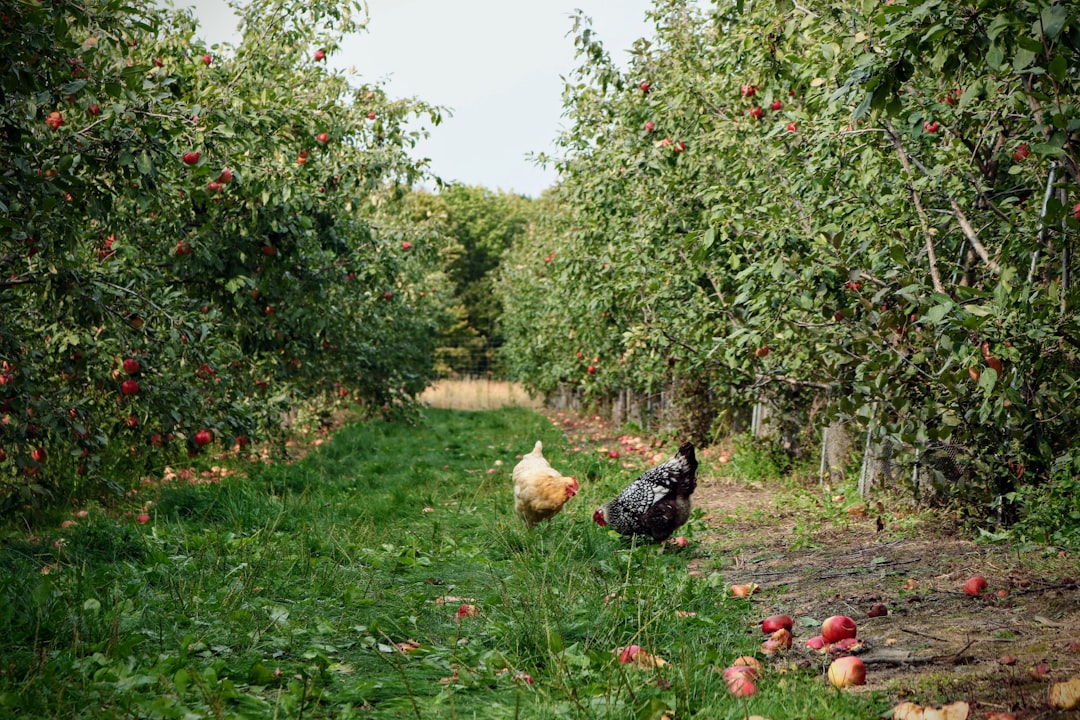 Food Forests Delivering Real Results (image credits: unsplash)