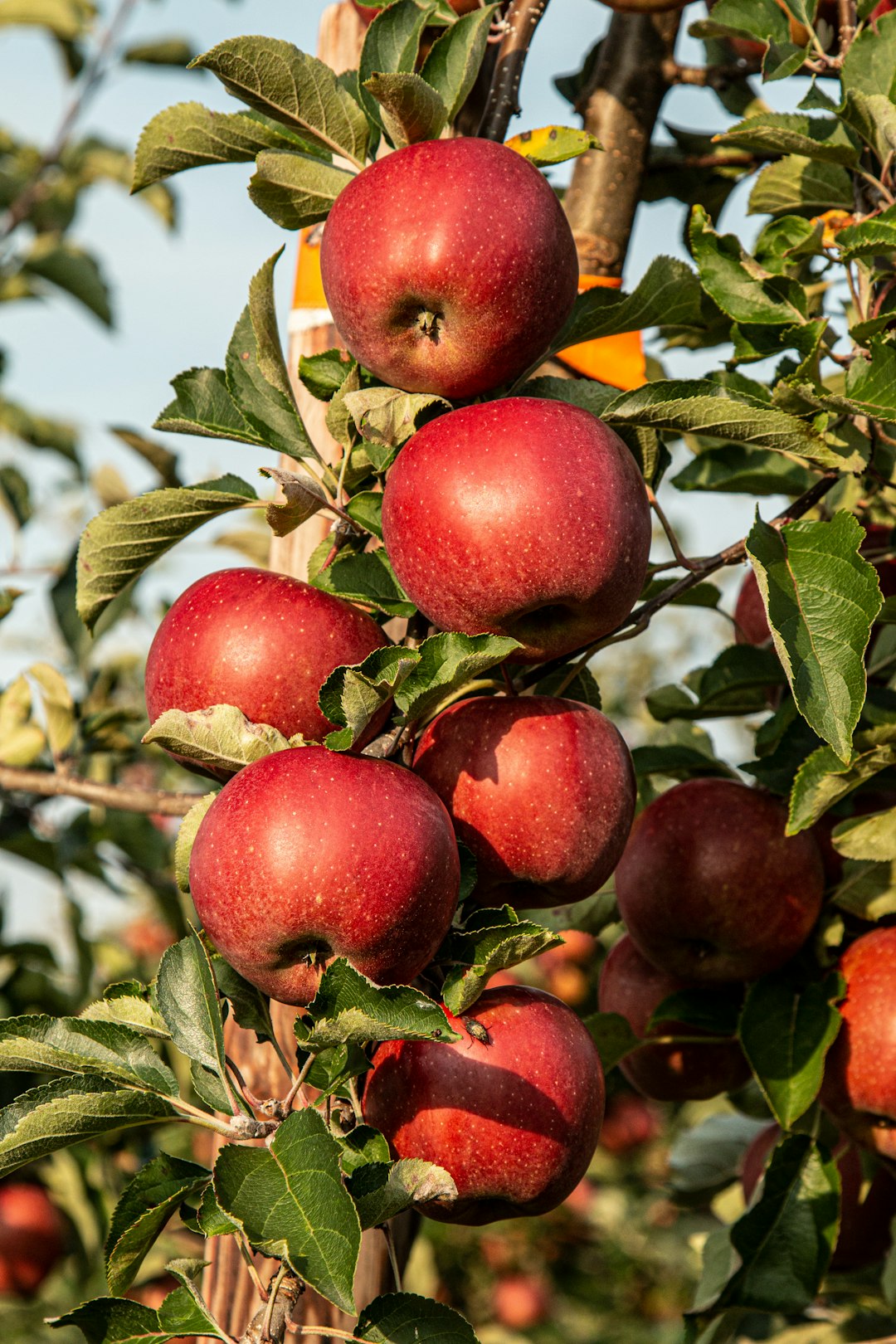 Apples (image credits: unsplash)