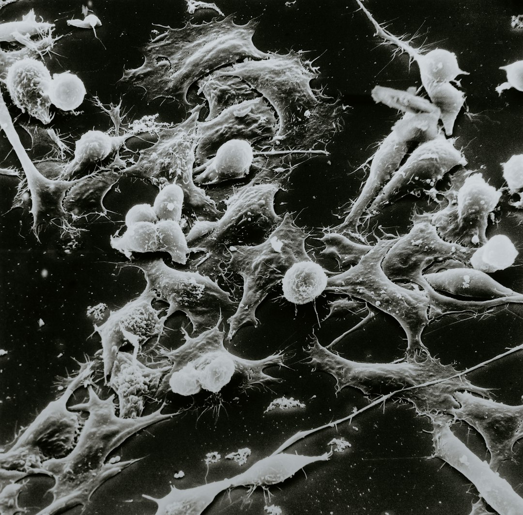 Potential Anti-Cancer Properties (image credits: unsplash)