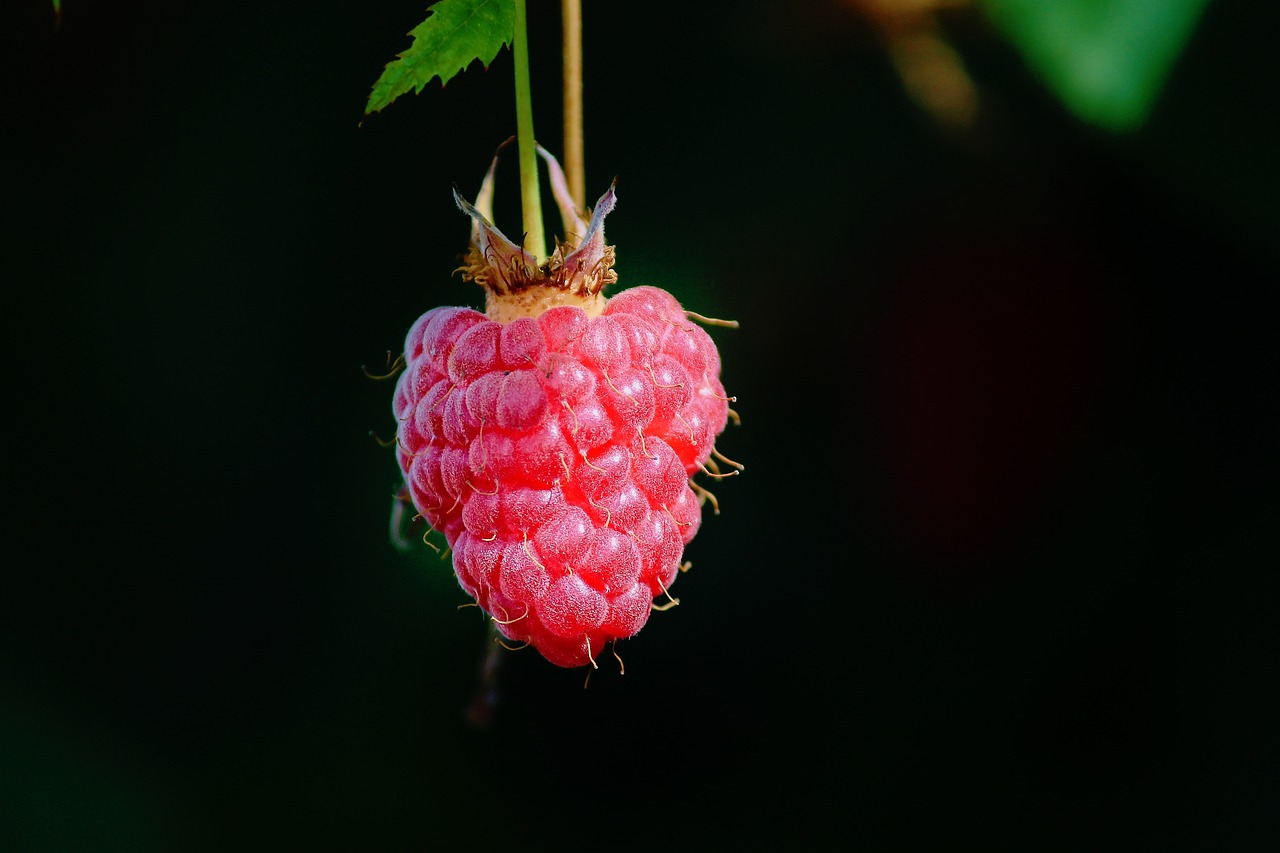 Raspberries: A Sweet Treat (image credits: pixabay)