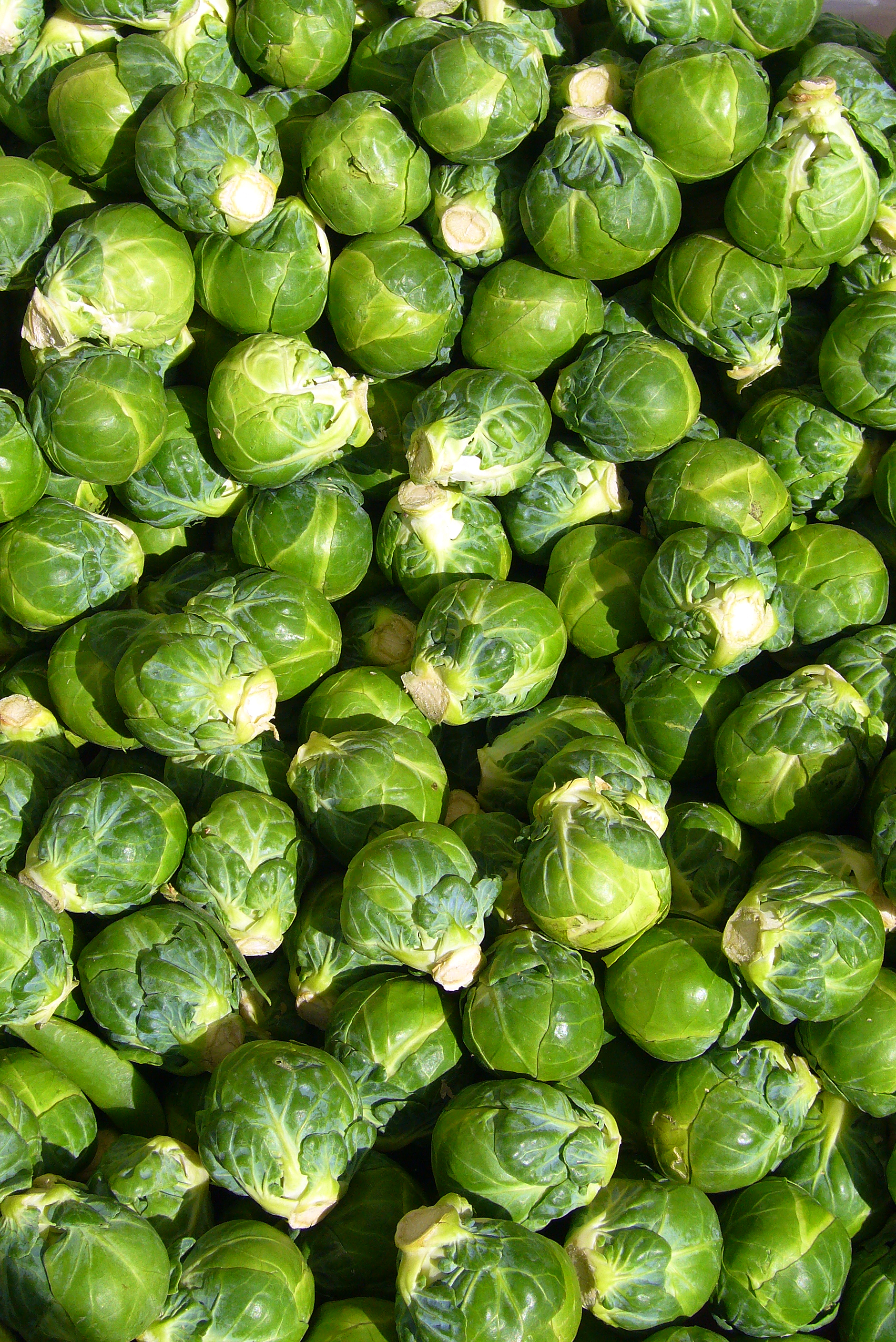 Brussels Sprouts - The Miniature Marvels (image credits: wikimedia)