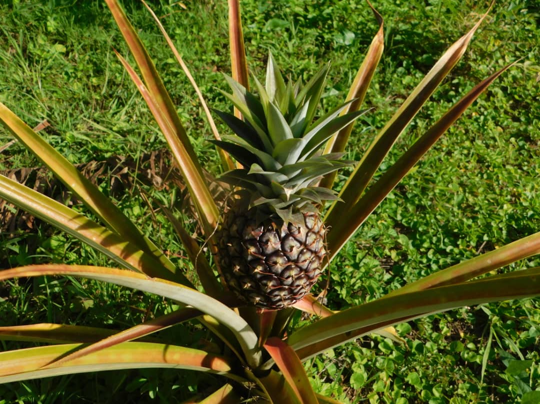 Pineapple: The Enzyme Booster (image credits: wikimedia)
