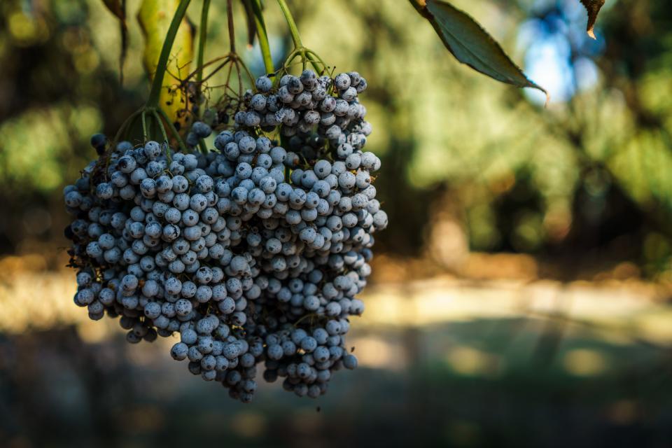 Blueberries (image credits: stocksnap)