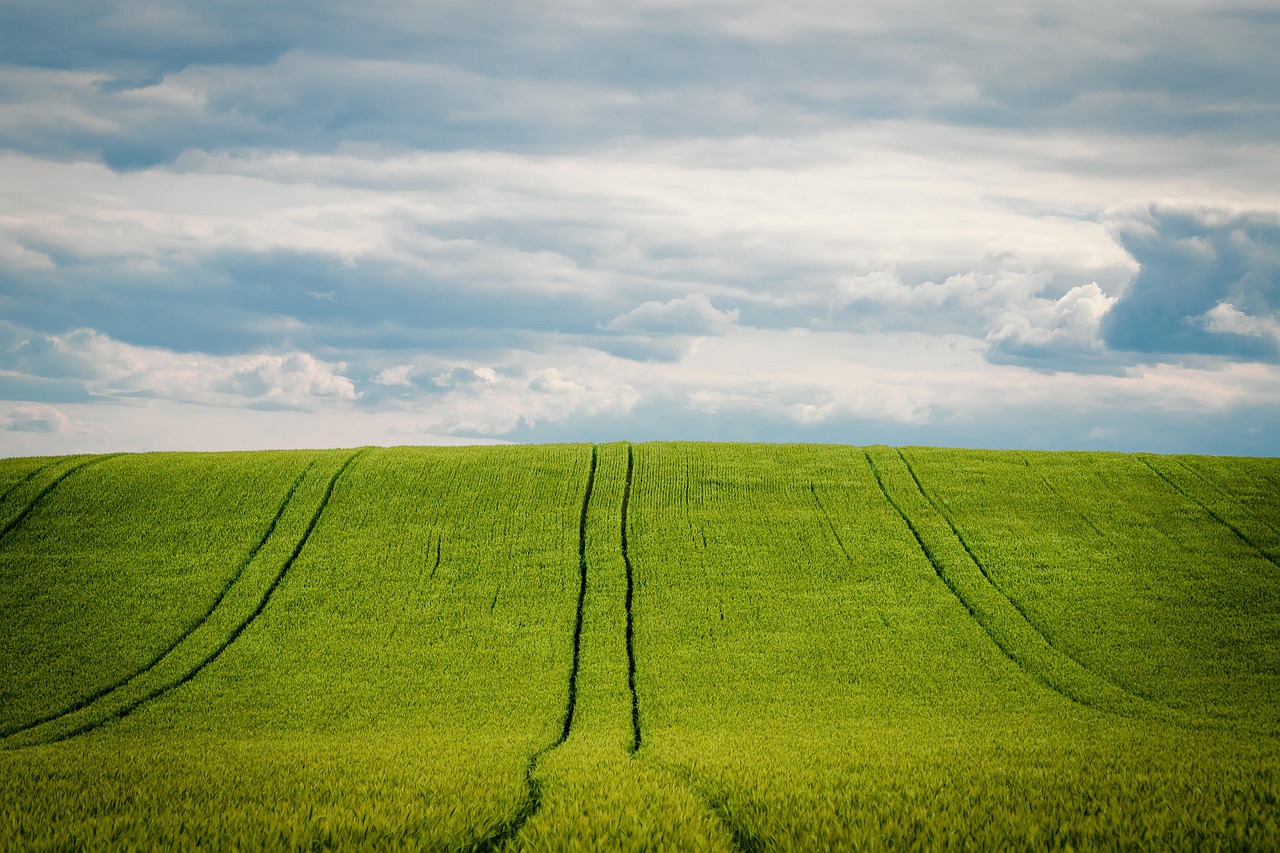 The Ancient Wheat Alternative: Farro (image credits: pixabay)