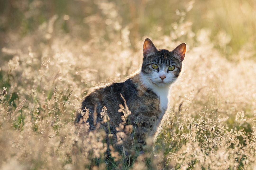 Wheat - The Gluten Trap for Cats (image credits: unsplash)