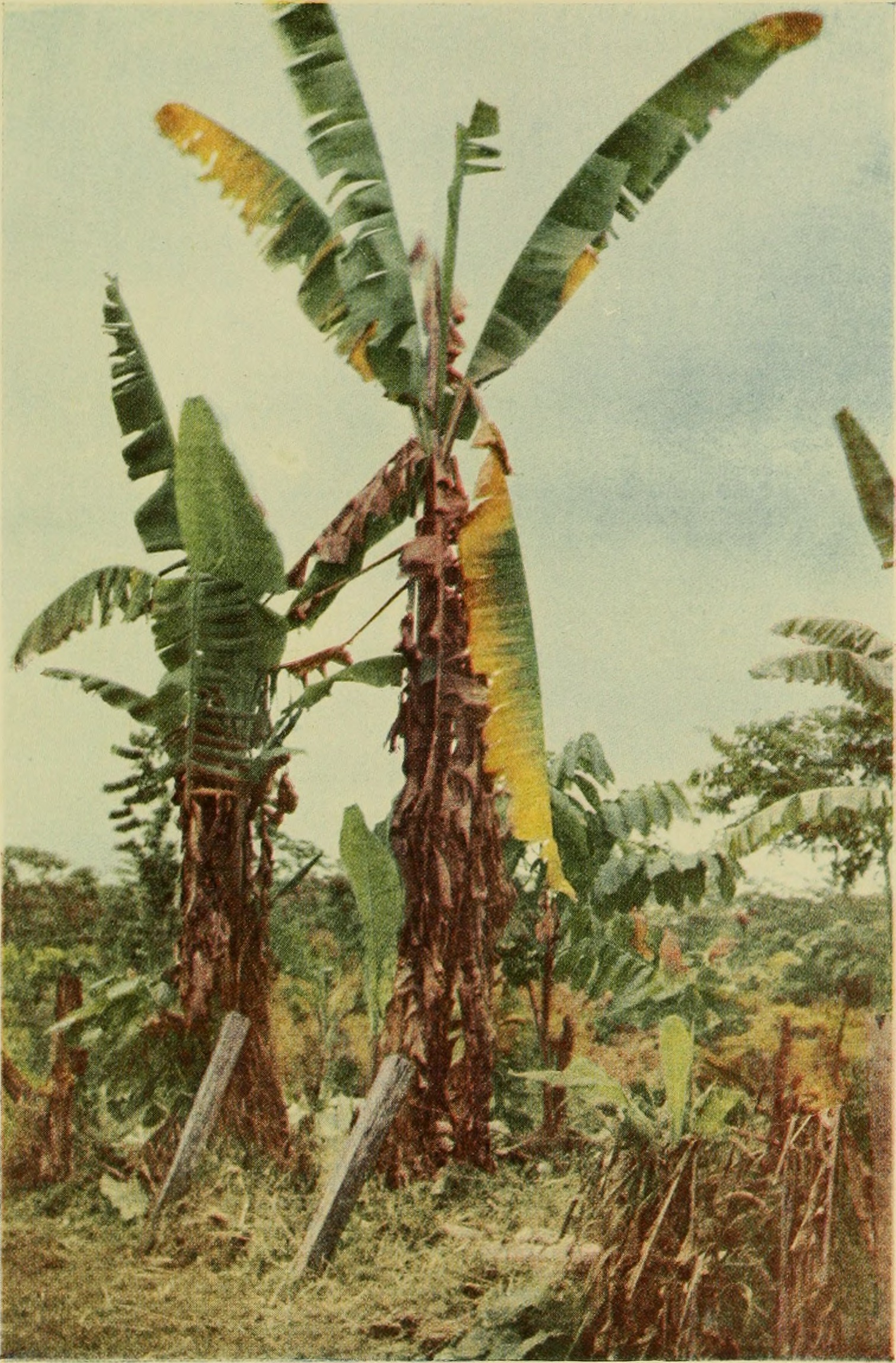 Bananas (image credits: wikimedia)