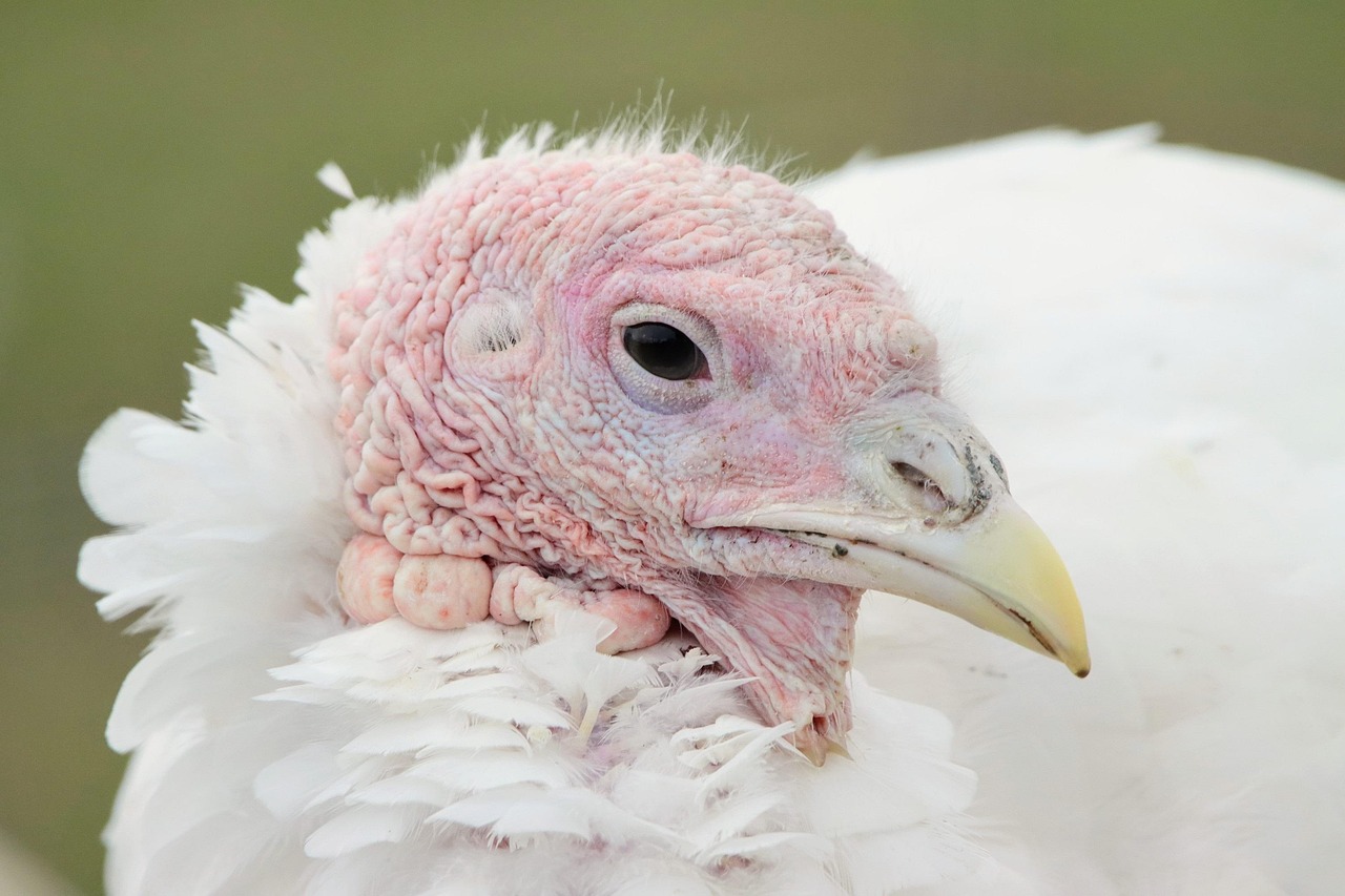 Turkey Roll-Ups Wrap Up Perfect Nutrition (image credits: pixabay)