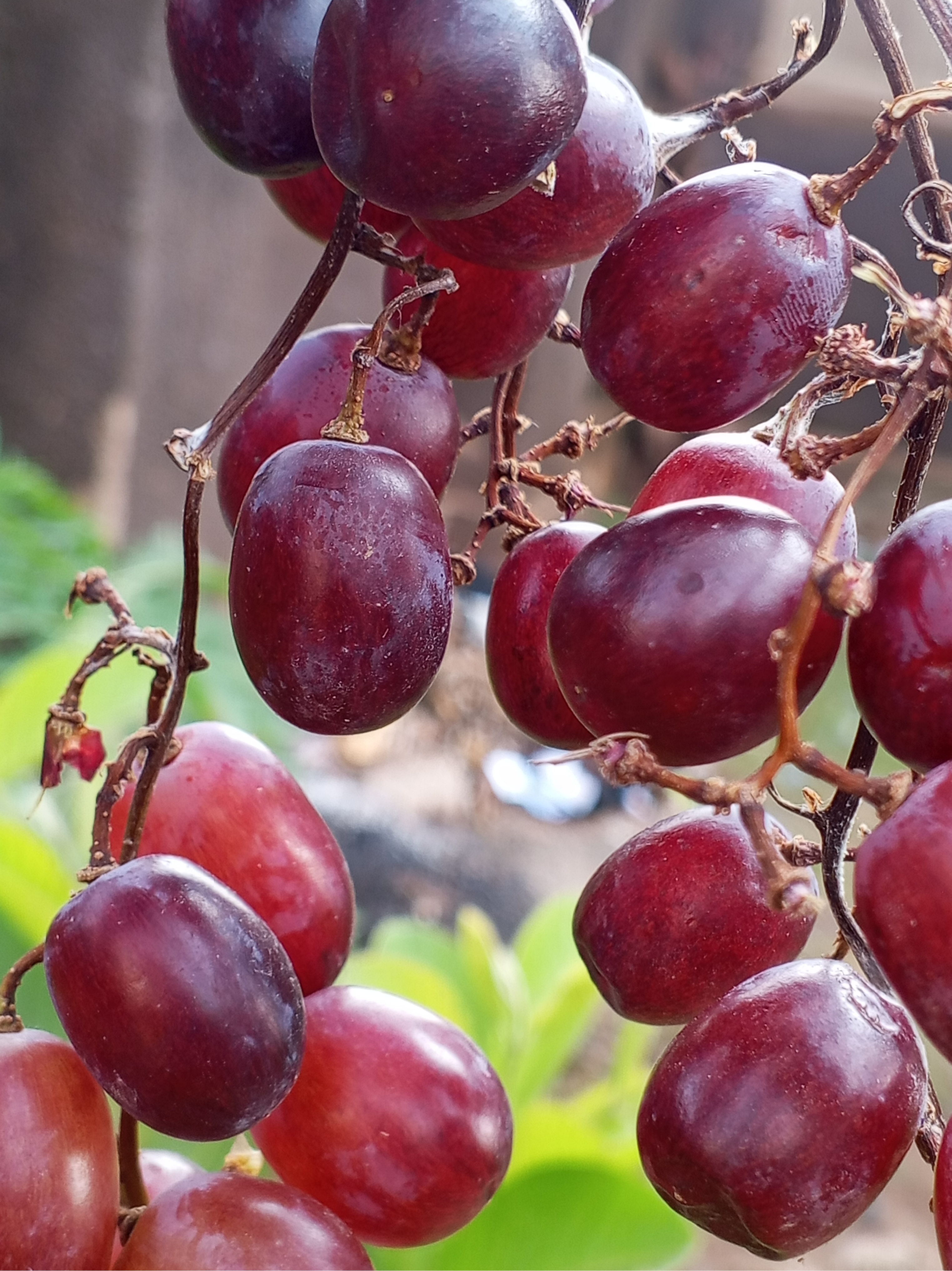 Red Grapes: Resveratrol Rich (image credits: wikimedia)