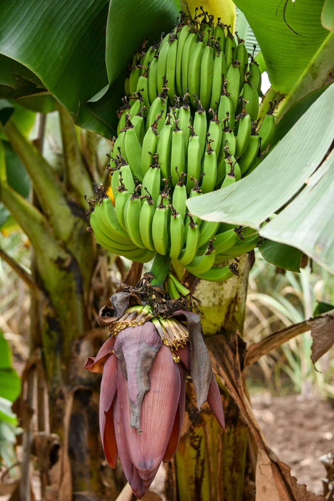 Bananas (image credits: unsplash)