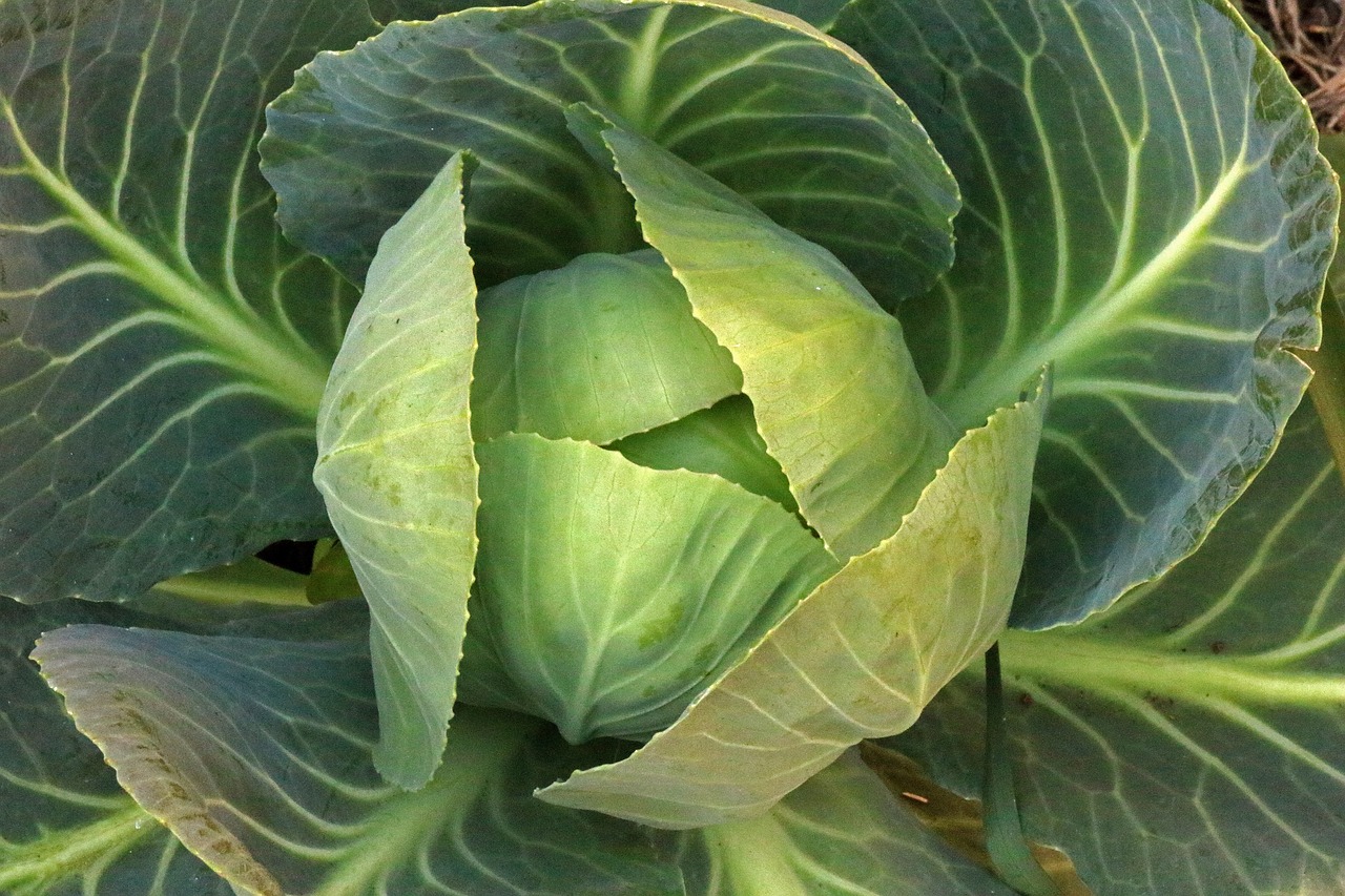 Cruciferous Vegetables: Nature’s Hormone Balancers (image credits: pixabay)