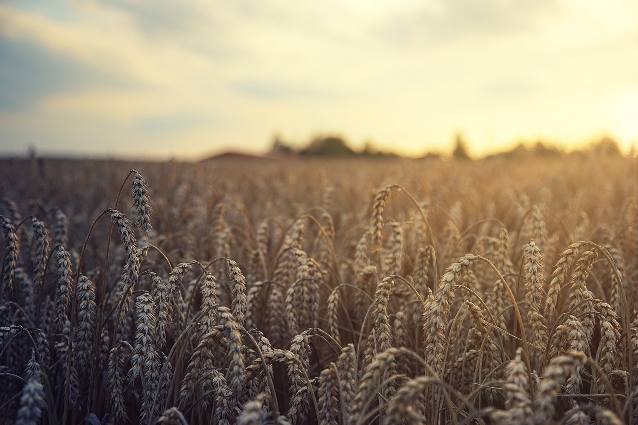 The Economic Impact of Ancient Grains (image credits: pixabay)
