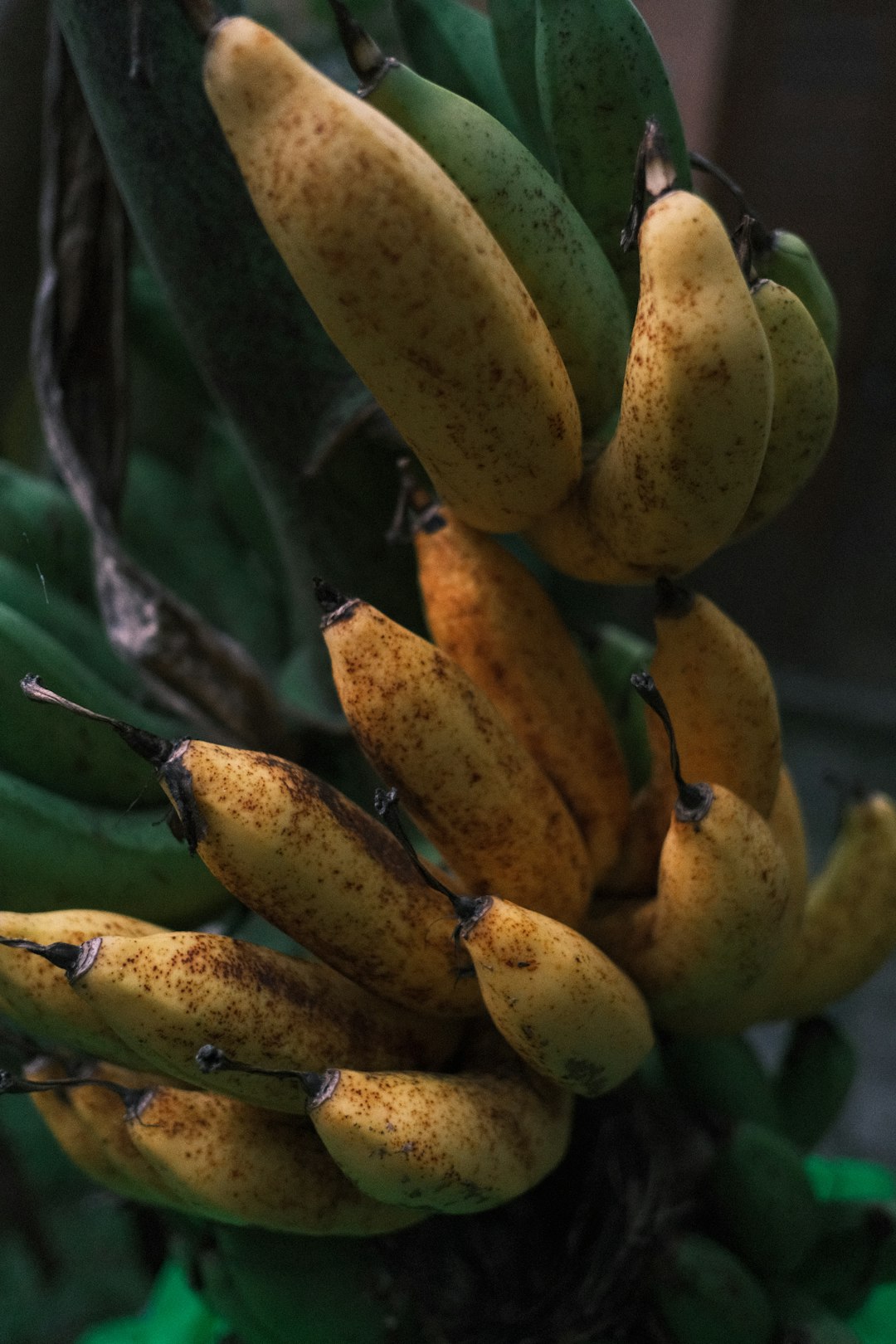 Bananas: A Sweet Classic with a Glycemic Kick (image credits: unsplash)