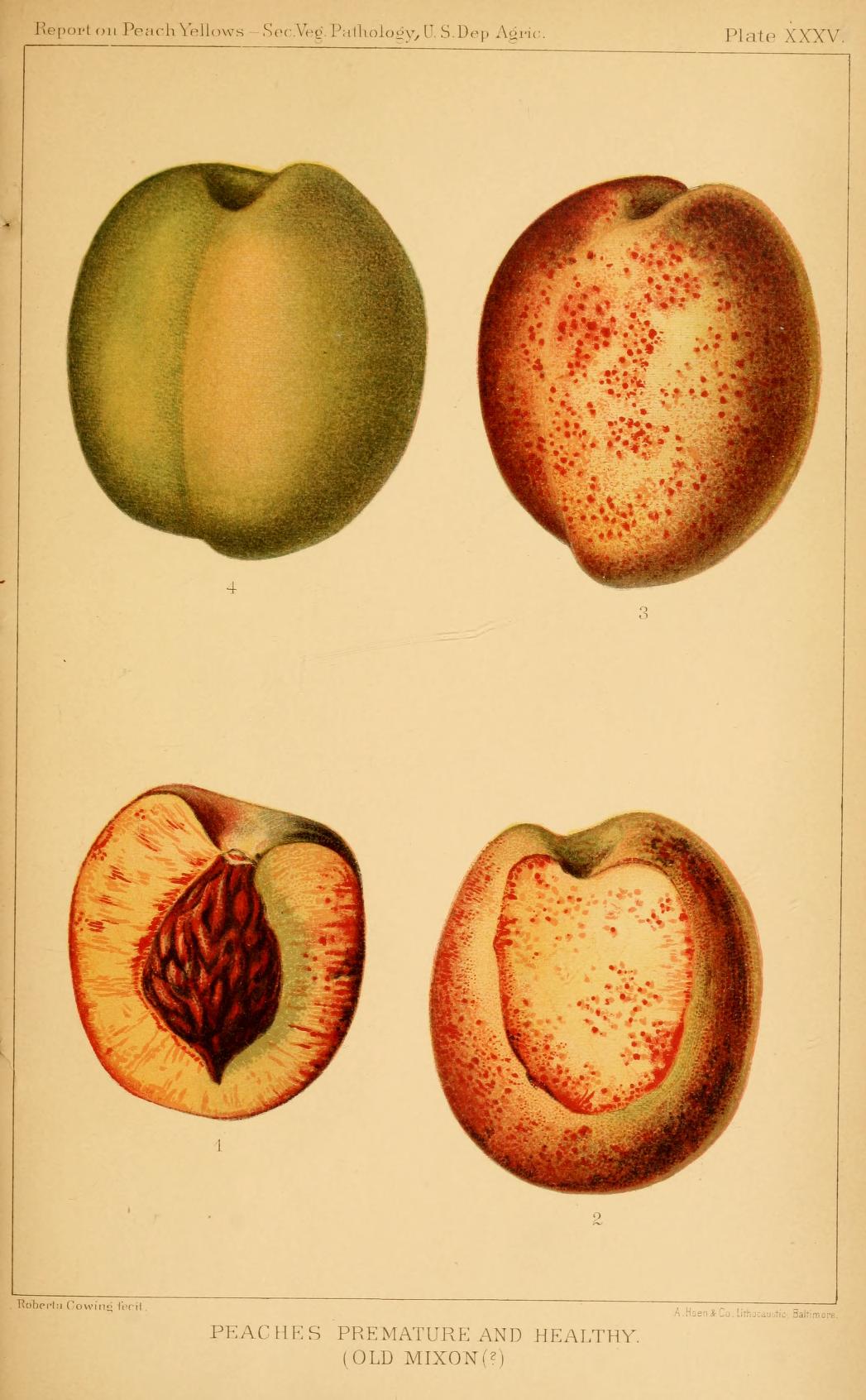 Peaches: Juicy and Nutritious (image credits: wikimedia)