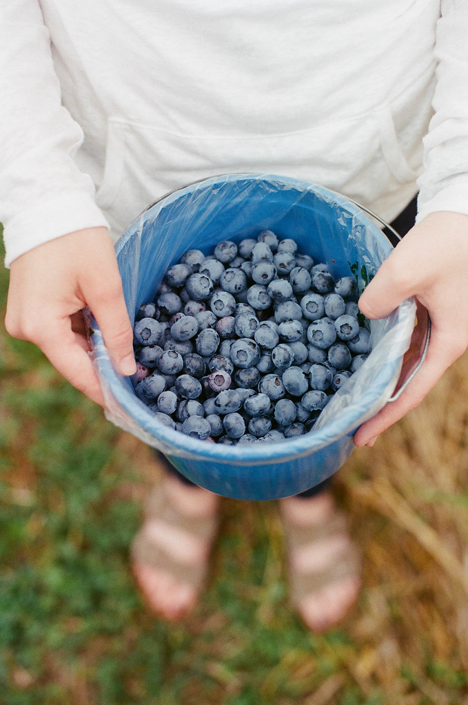Blueberries - Nature's Memory Pills (image credits: flickr)