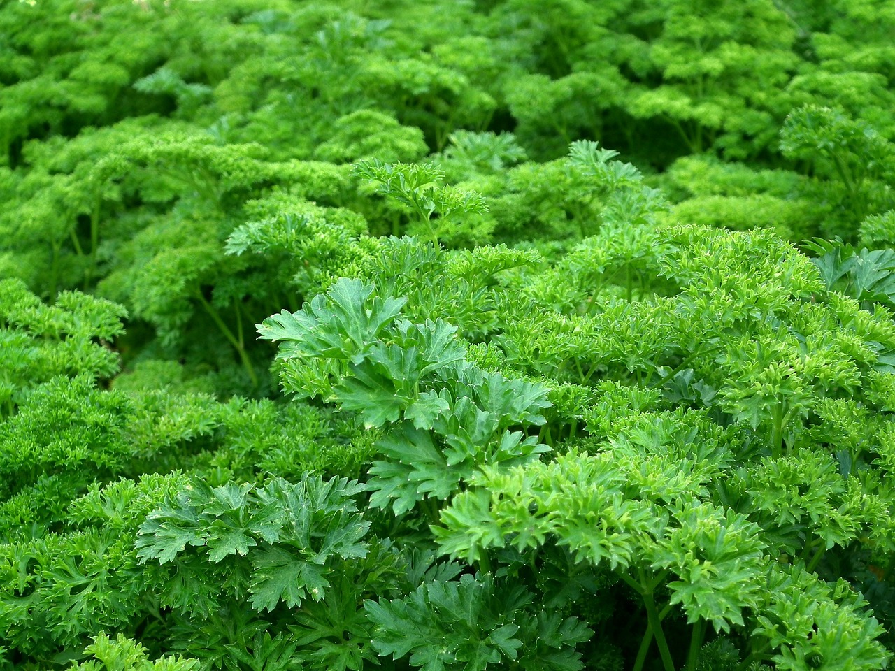Parsley: The Herb That Forgot How to Be Green (image credits: pixabay)
