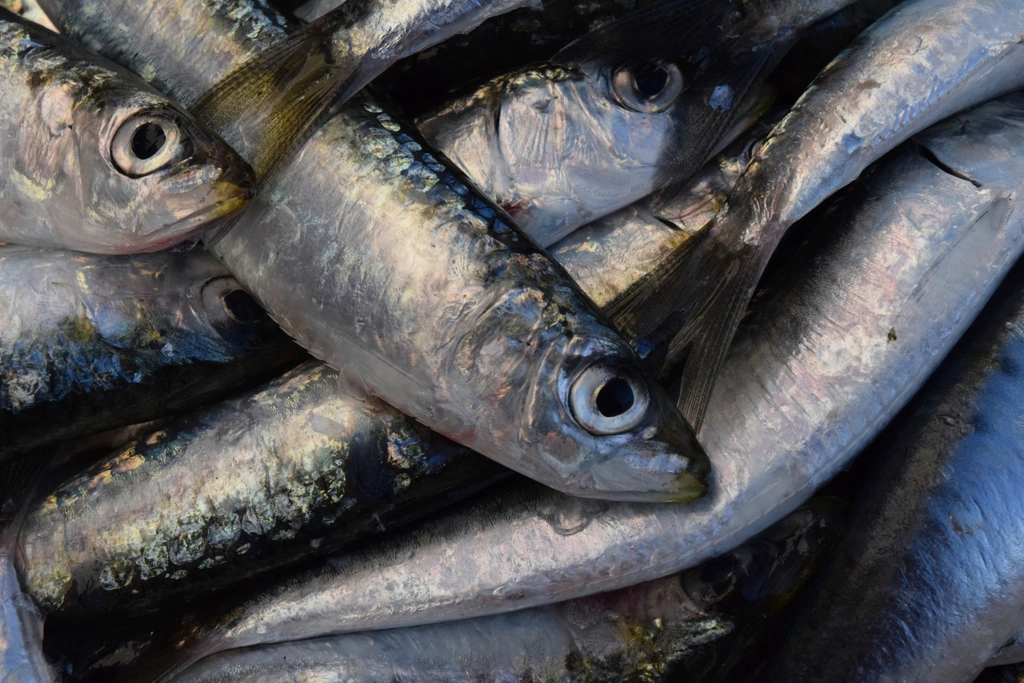 Sardines: The Underestimated Giant (image credits: rawpixel)